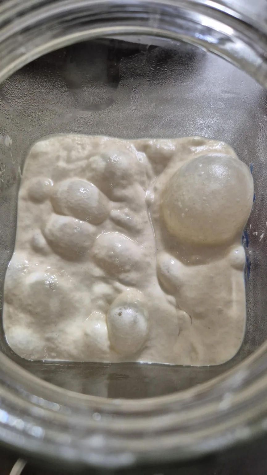 Masa madre viva en frasco
